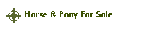 Horse & Pony For Sale